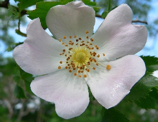 Fiore bianco delicato con pistilli gialli