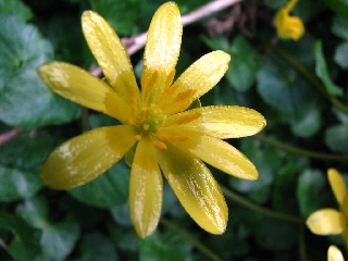 Fiore giallo con petali lunghi