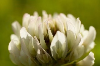 Fiore stravagante con moltissimi petali bianchi