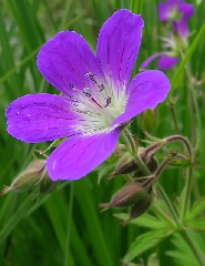 Fiore viola di campo con erba