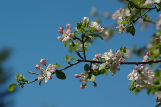 Fiorellini su rami di albero