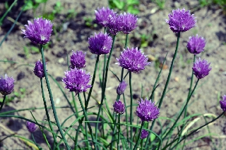 Fiorellini viola nel campo