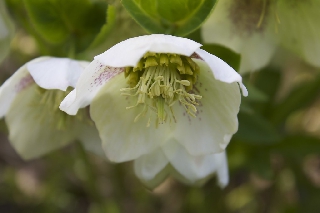 Fiori bianchi a forma di campana