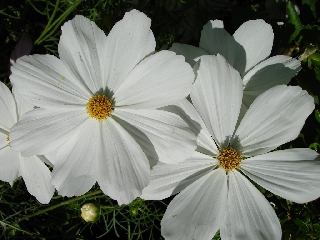 Fiori bianchi ravvicinati molto carini