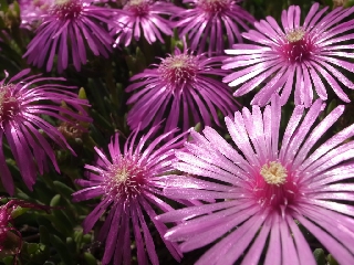 Fiori che sembrano eliche violacee