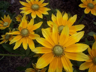 Fiori con lunghi petali gialli