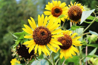 Fiori gialli che assomigliano a girasoli