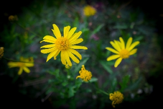 Fiori gialli che risaltano nel prato