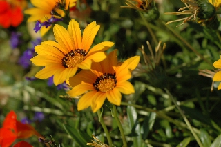 Fiori gialli semplici con poca luce