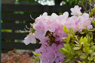 Fiori rosa nel giardino