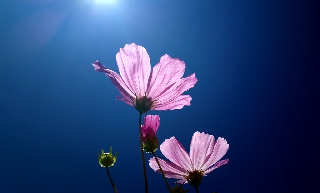 Fiori rosa verso il cielo blu