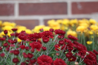 Fiori rossi davanti a fiori gialli