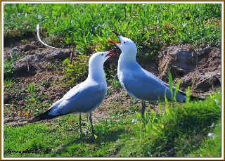 Gabbiani a terra che cinguettano amorevolmente