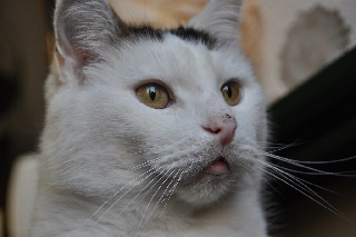 Gatto bianco con sguardo stupefatto