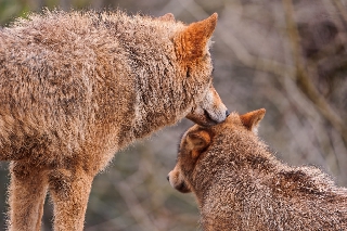 Lupi in atteggiamenti teneri allo zoo