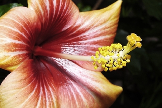 Macro fiore con bellissimi riflessi dorati