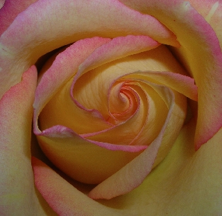 Macro rosa gialla con sfumature rosa