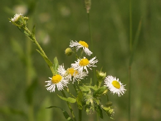 Margherite di campo immerse nel verde