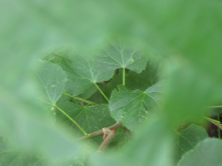 Natura vista attraverso un cuore verde