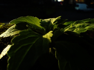 Pianta poco illuminata che suscita malinconia