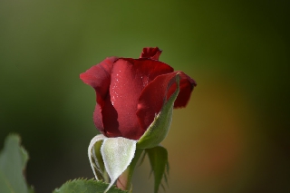 Rosa rossa solitaria e romantica