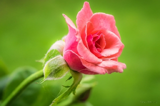 Rosellina bellissima su sfondo verde chiaro