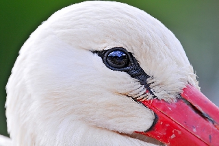 Tenero sguardo di cicogna