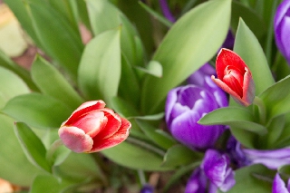 Tulipani tra le foglie