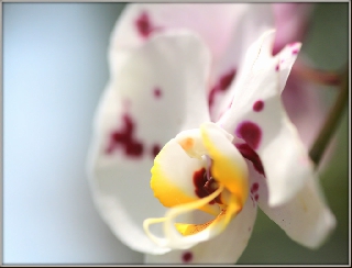 Una orchidea per esprimere dolci pensieri