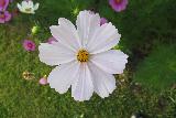 Immagine bianco Fiore bianco con petali frastagliati