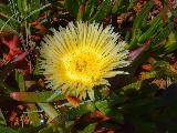 Immagine fiore Fiore giallo con petali appuntiti verso il cielo