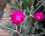 Fiorellini color fucsia su rametti chiari