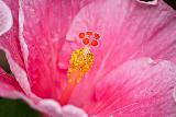 Immagine fiore Macro a fiore rosa con pistilli gialli e rossi